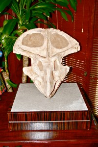 Dinosaur skull (1)
