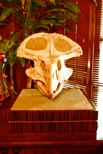 Dinosaur skull (2)